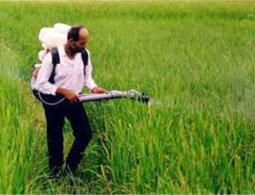 بازار خرید سموم کشاورزی برنج