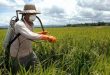سموم کشاورزی برنج