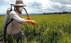 سموم کشاورزی برنج