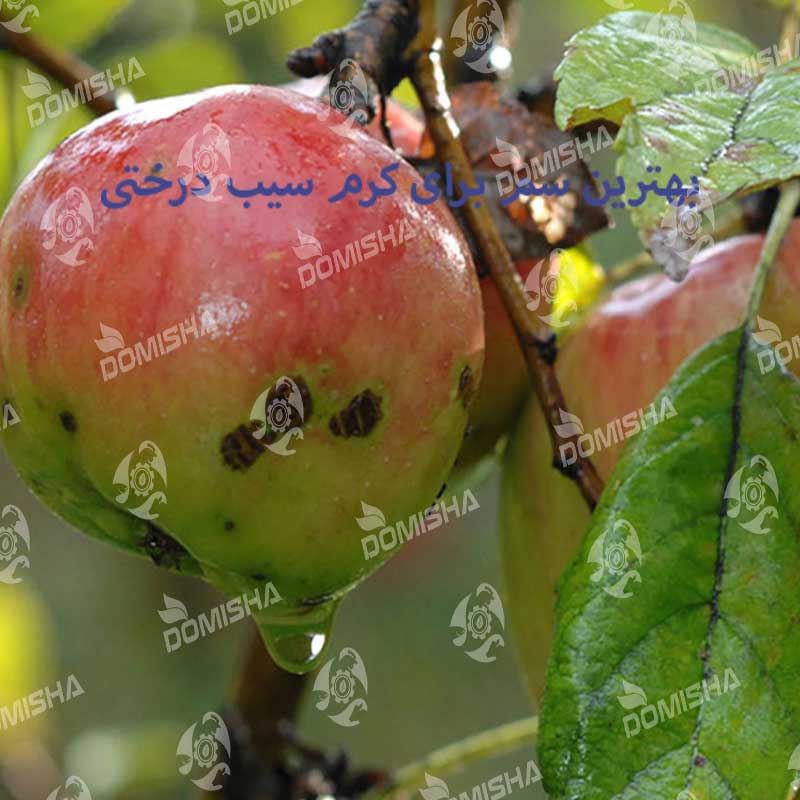 روغن ولک برای درخت سیب