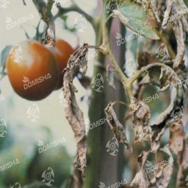 بیماری آلترناریای در گوجه ‌فرنگی